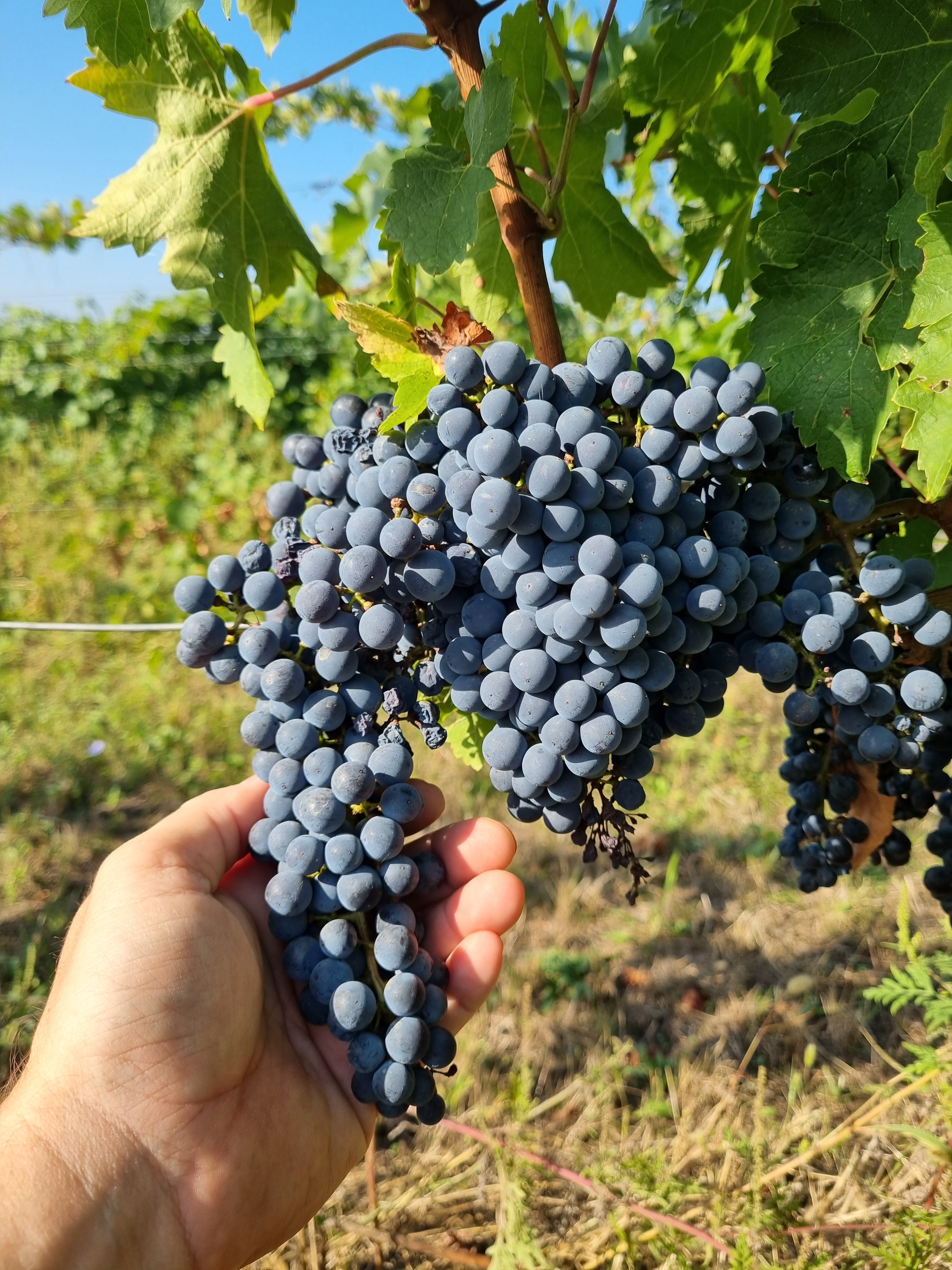 Szőlő fürt Villányban